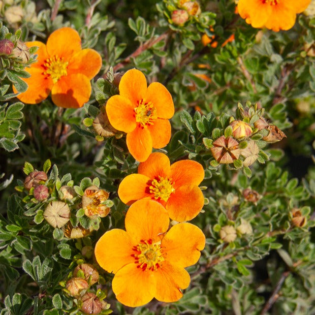 Fingerstrauch Hopleys Orange - Potentilla fruticosa Hopley's Orange - Bakker