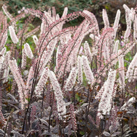 Silberkerze Pink Spike - Bakker