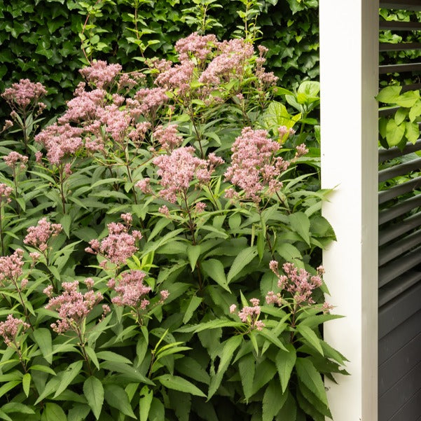 Purpur-Wasserdost ‘Atropurpureum’ - Eupatorium maculatum atropurpureum - Bakker