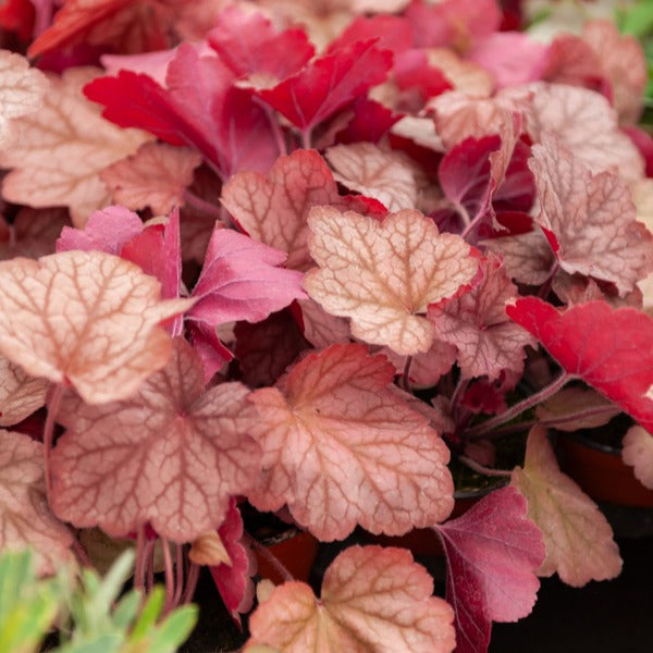 Heuchera georgia peach - Purpurglöckchen Georgia Peach - Heuchera - Purpurglöckchen