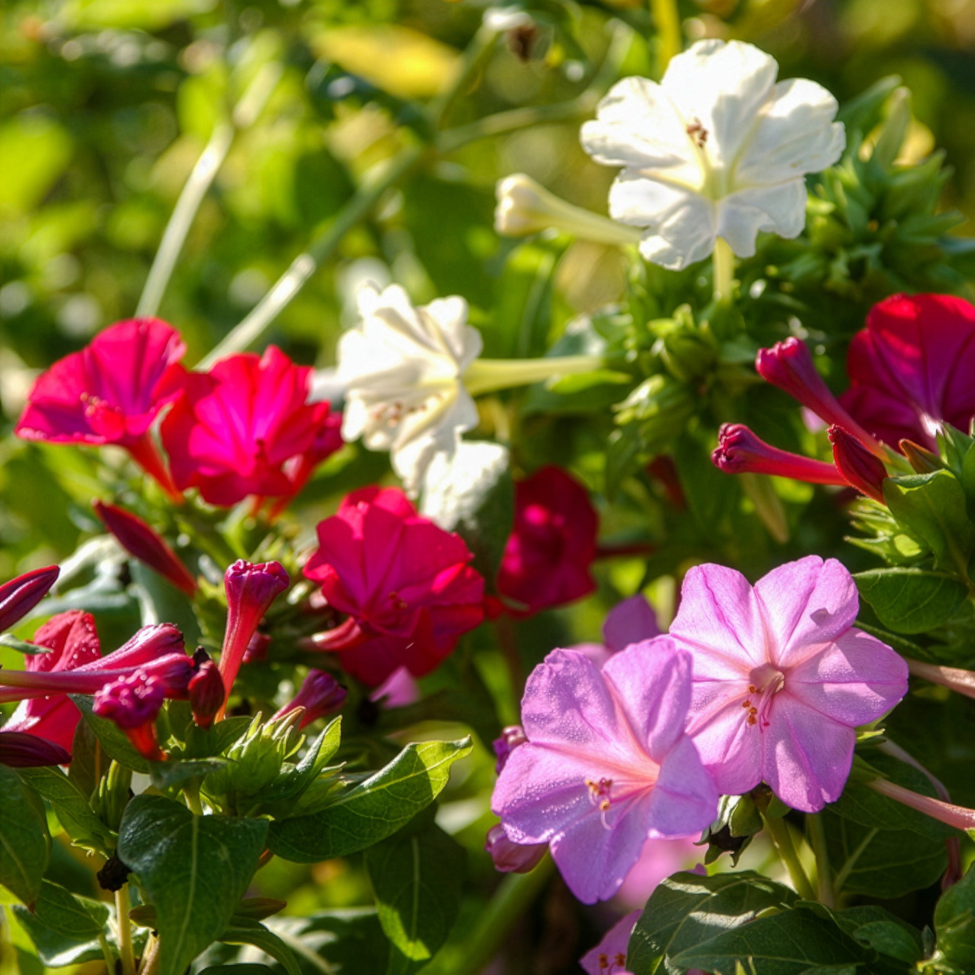 Mirabilis jalapa - Wunderblume Mischung (x6) - Stauden