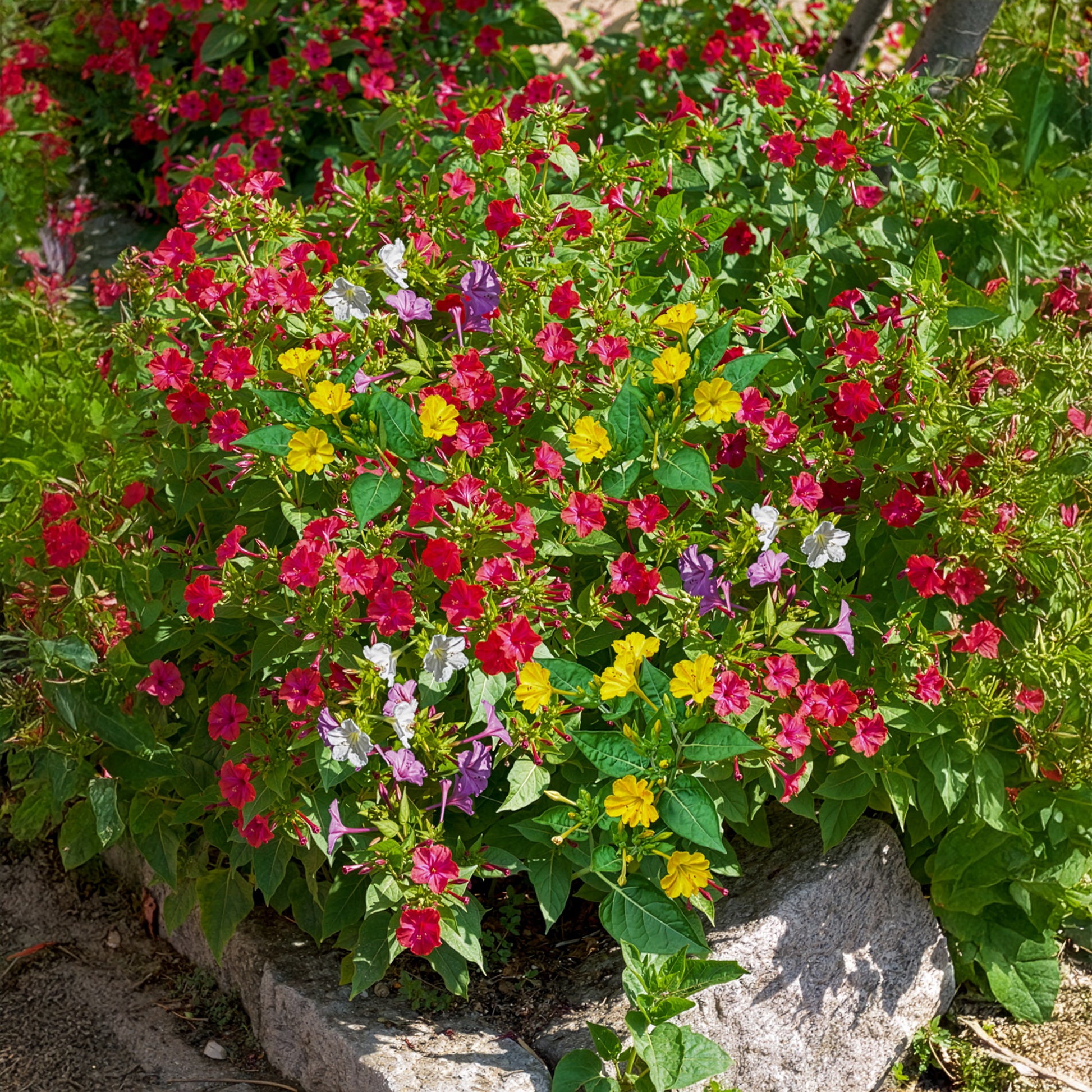 Wunderblume Mischung (x6) - Mirabilis jalapa - Bakker
