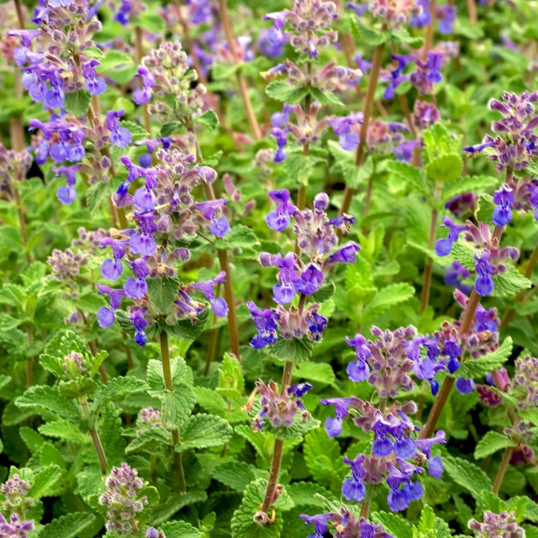 Katzenminze mussinii - Nepeta mussinii - Bakker