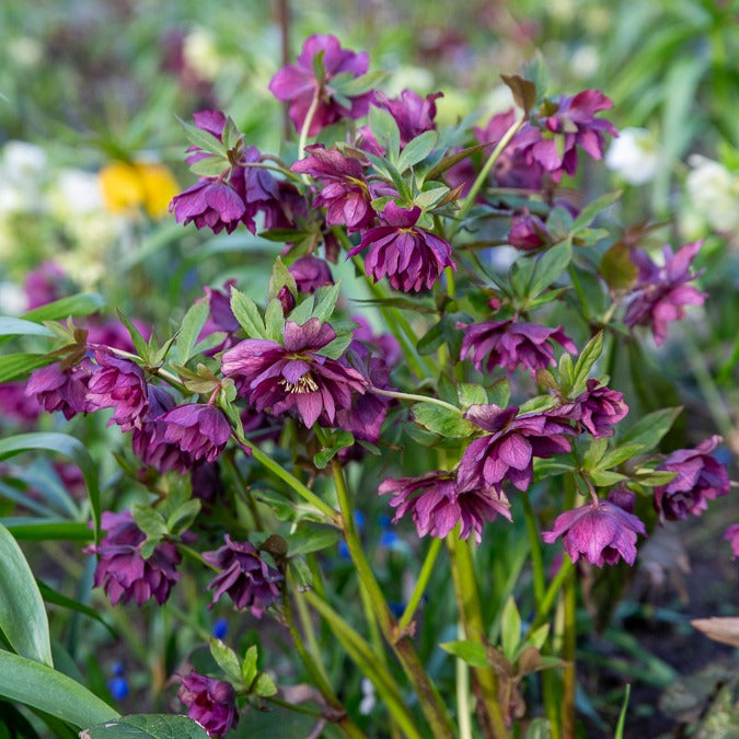 gefüllte violette Helleborus Ellen (x2) - Helleborus orientalis Double Ellen Purple - Bakker