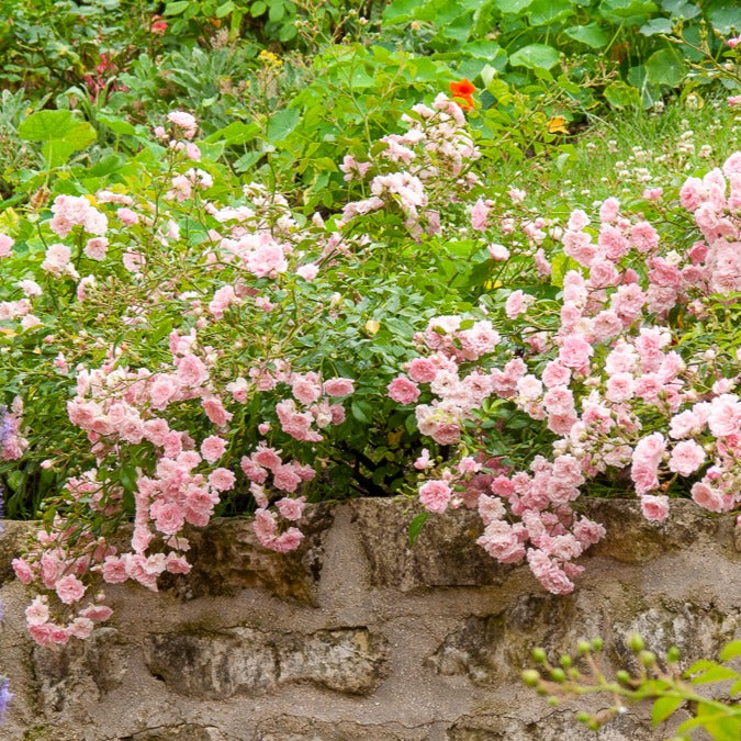 Verkauf Rose Rosa 'The Fairy'® - Rosa polyantha 'The Fairy'