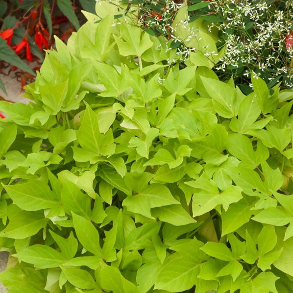 Ipomoea batatas 'sweet caroline green' - Zier-Süßkartoffel 'Sweet Caroline Green' (x3) - Hängende Pflanzen für Terrasse und Balkon