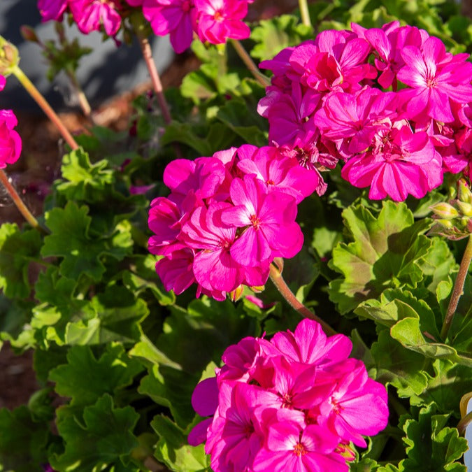 Stehende Geranie 'Dark Lilac' - Pelargonium zonale 'dark lilac' - Bakker