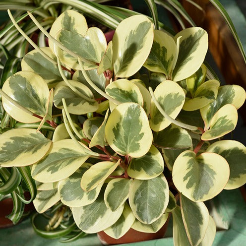 Zwergpfeffer 'Obtipan Bicolor' - Peperomia obtusifolia Obtipan Bicolor - Bakker