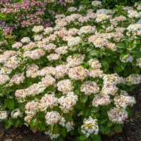 Hortensie Doppio Bianco - Hydrangea macrophylla Doppio Bianco - Bakker