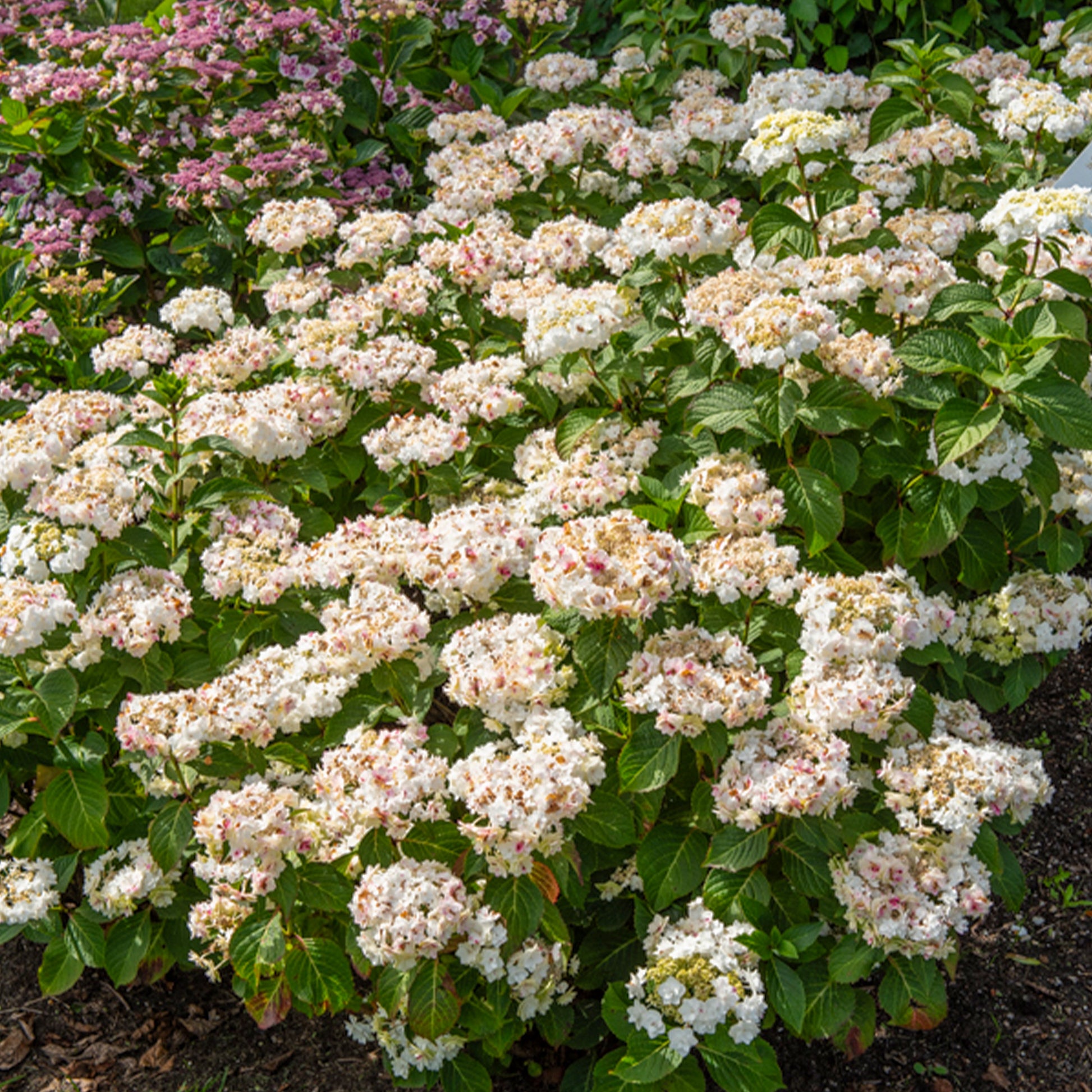 Hortensie Doppio Bianco - Hydrangea macrophylla Doppio Bianco - Bakker