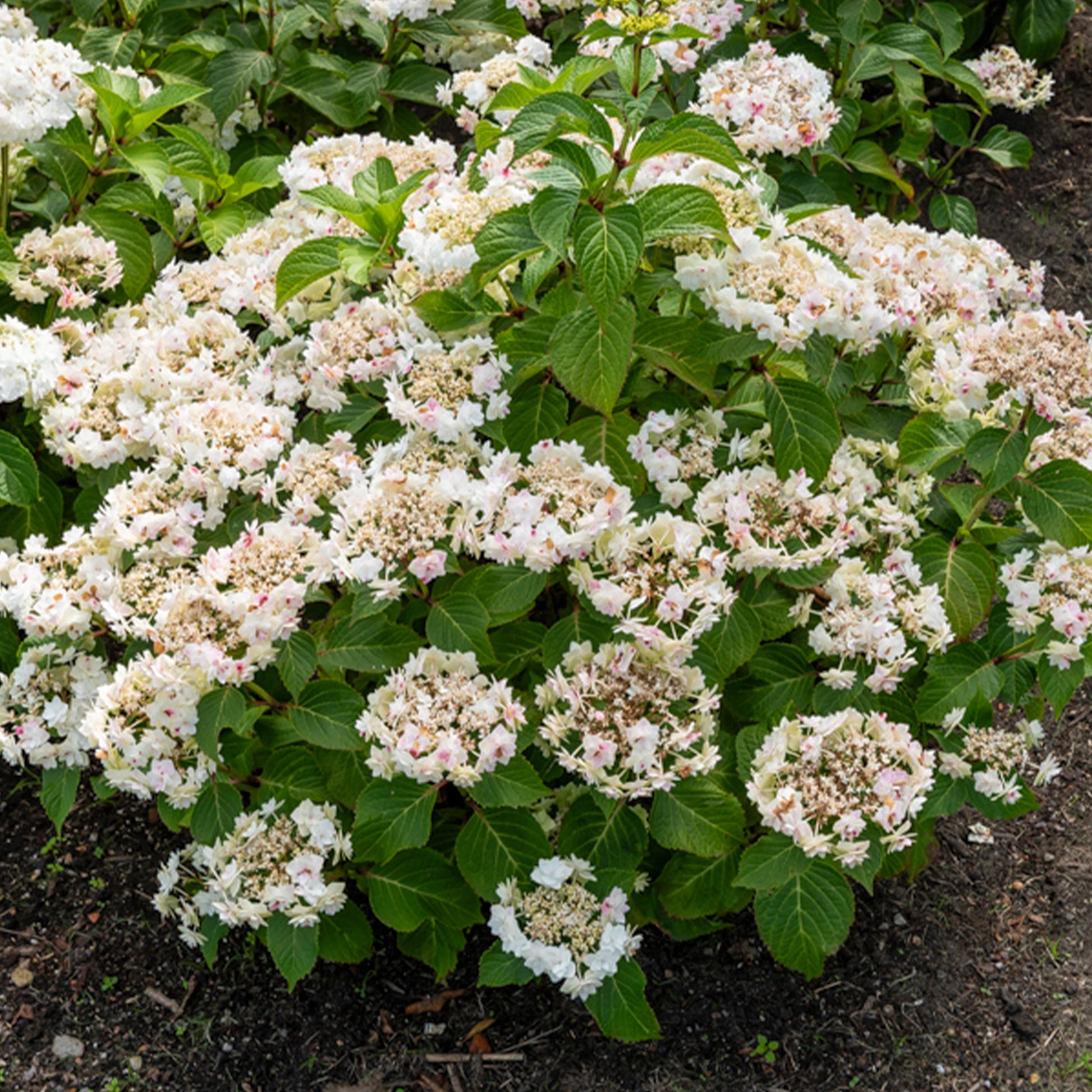 Hydrangea macrophylla Doppio Bianco - Hortensie Doppio Bianco - Hortensien