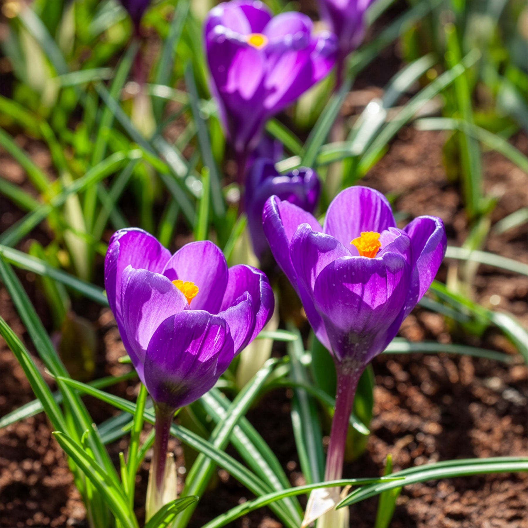 Verkauf Krokus ‘Flower Record’ (x15)