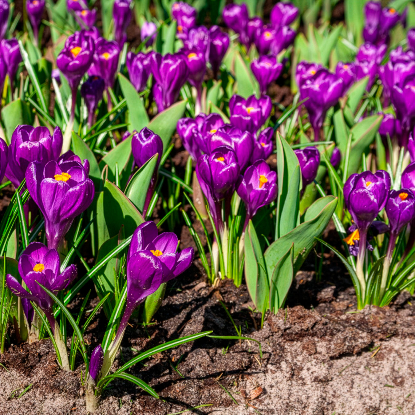 Verkauf Krokus ‘Flower Record’ (x15) - Crocus vernus flower record