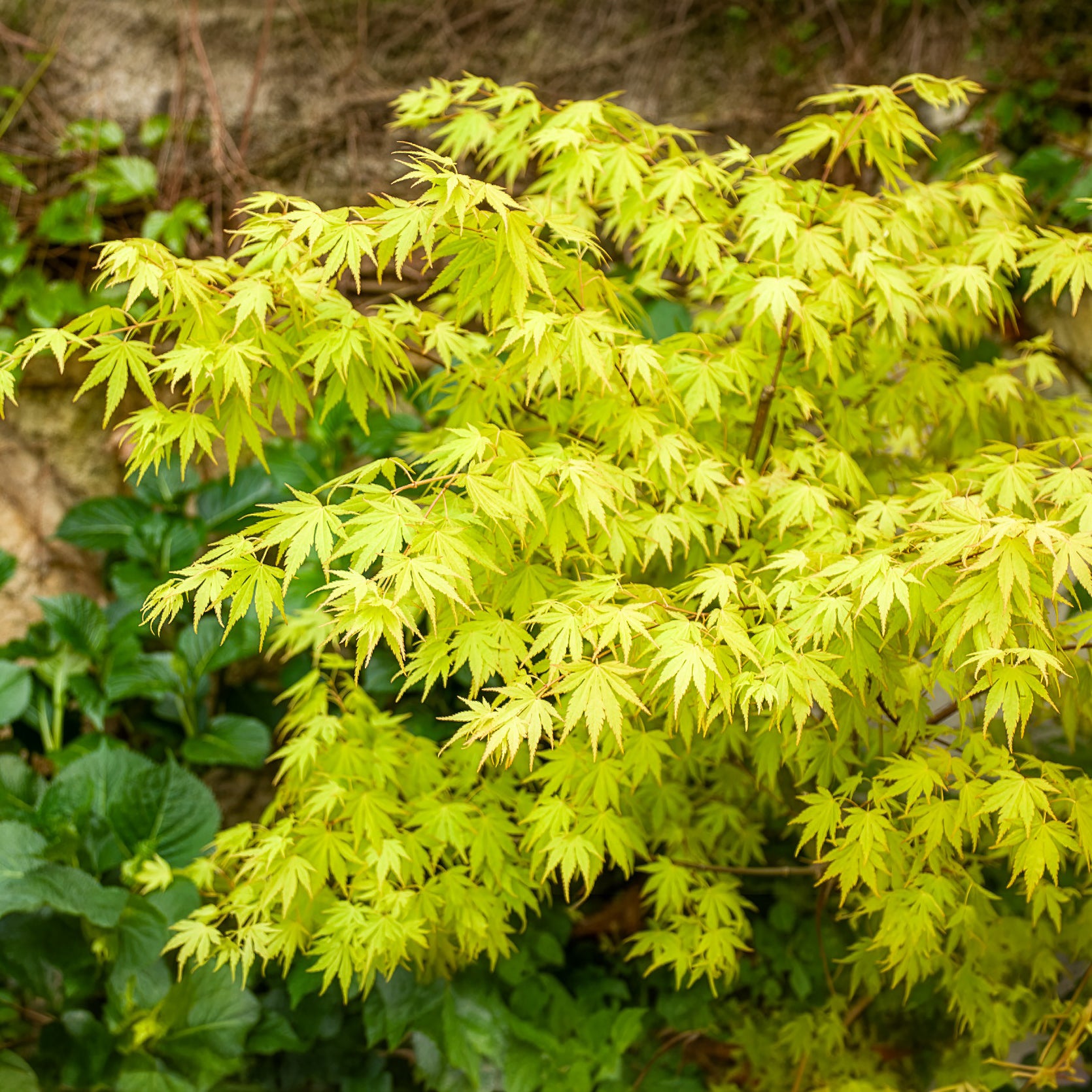 Verkauf Japanischer Ahorn - Fächerahorn 'Orange Dream'