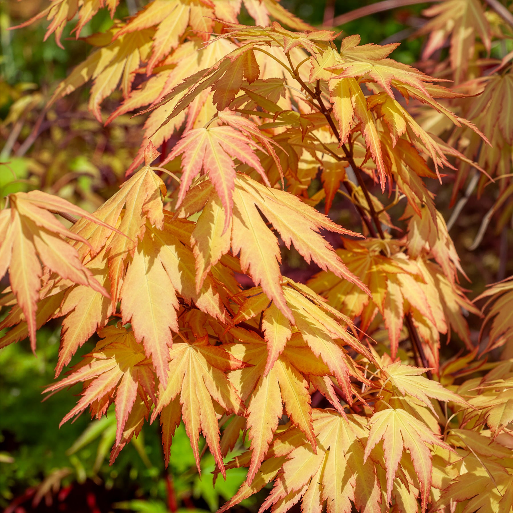 Verkauf Acer palmatum Orange Dream - Fächerahorn 'Orange Dream'