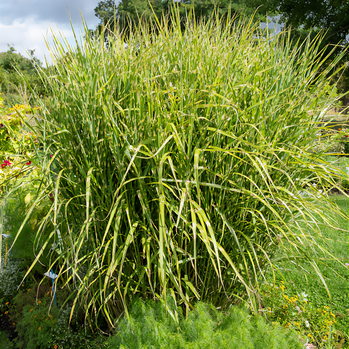 Chinaschilf ‘Zebrinus’ - Miscanthus sinensis Zebrinus - Bakker