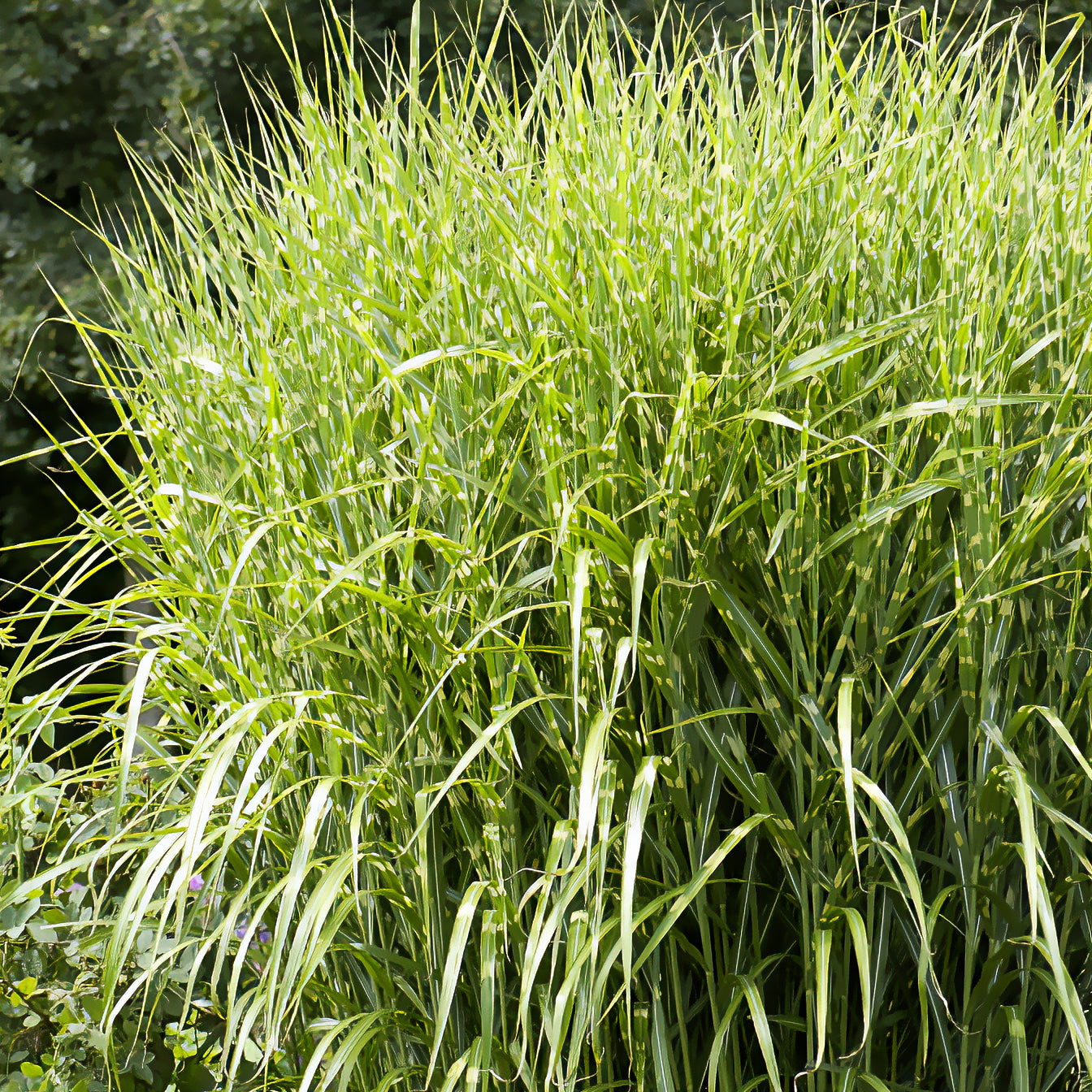 Chinaschilf ‘Zebrinus’ - Bakker