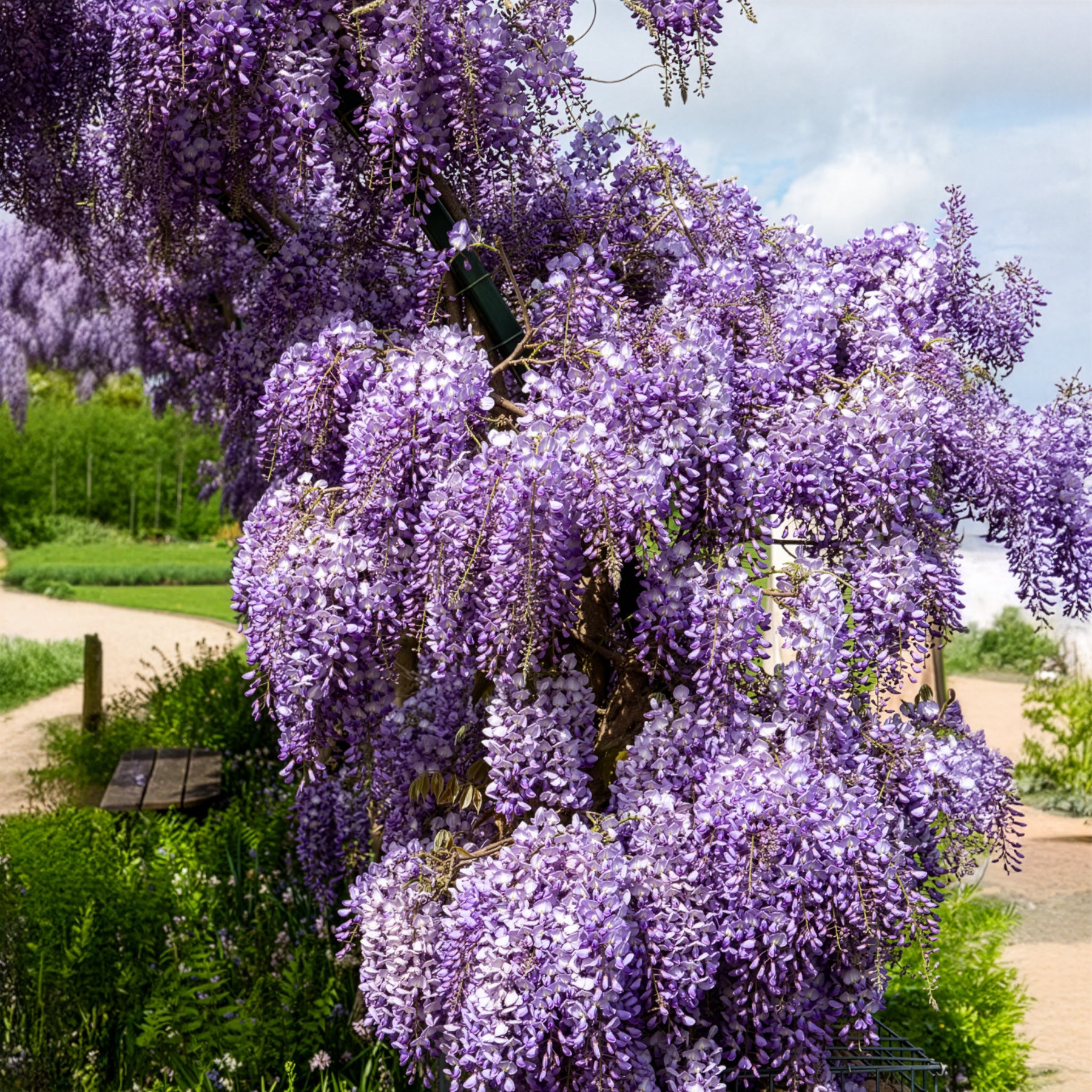 Chinesische Blauregen 'Prolific' - Wisteria sinensis Prolific - Bakker
