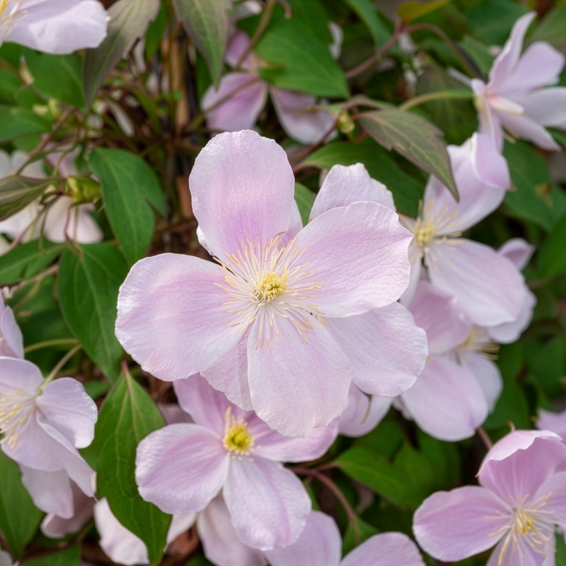 Clematis montana Rubens - Waldrebe 'Rubens' - Clematis