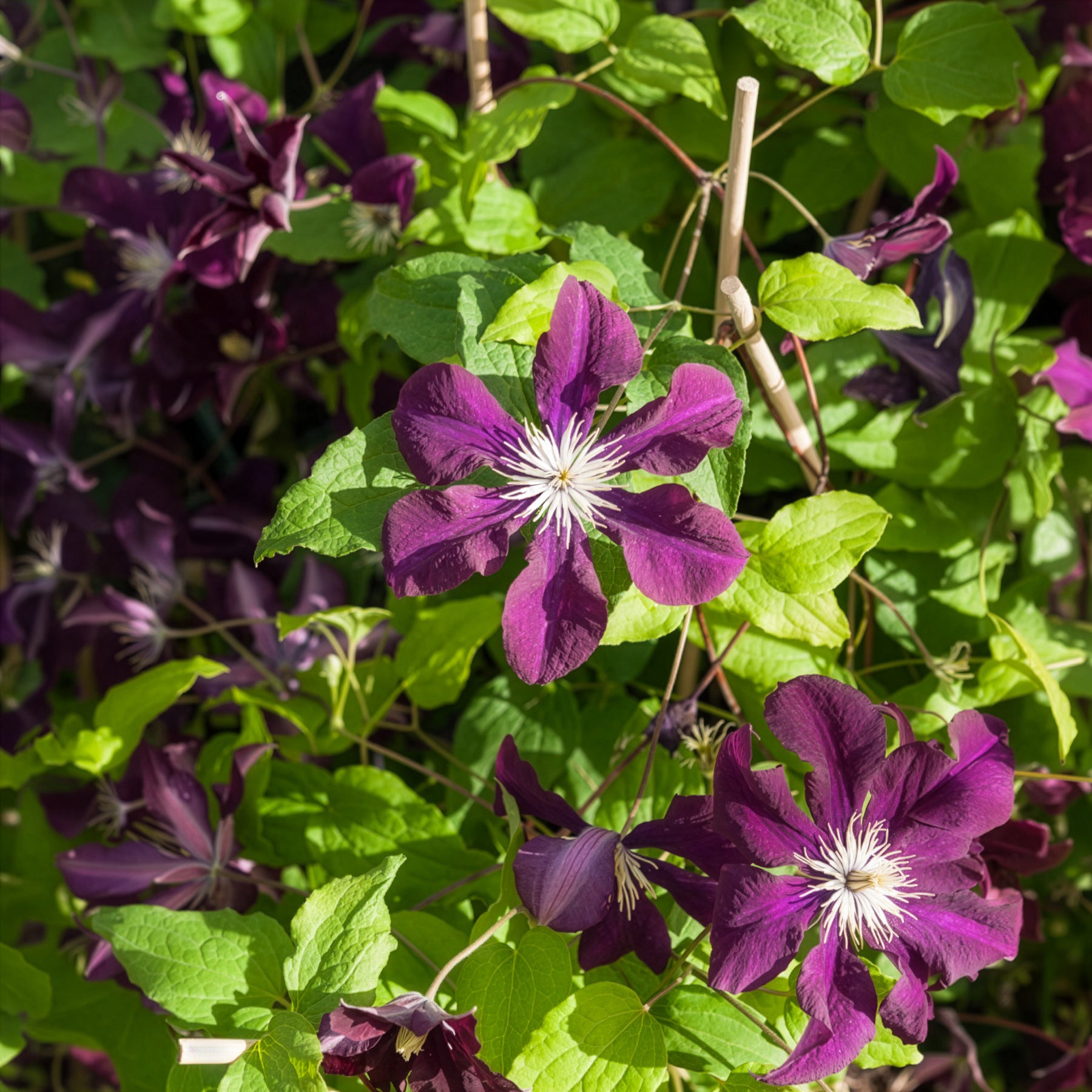 Verkauf Waldrebe 'Warszawska Nike' - Clematis Warszawska Nike