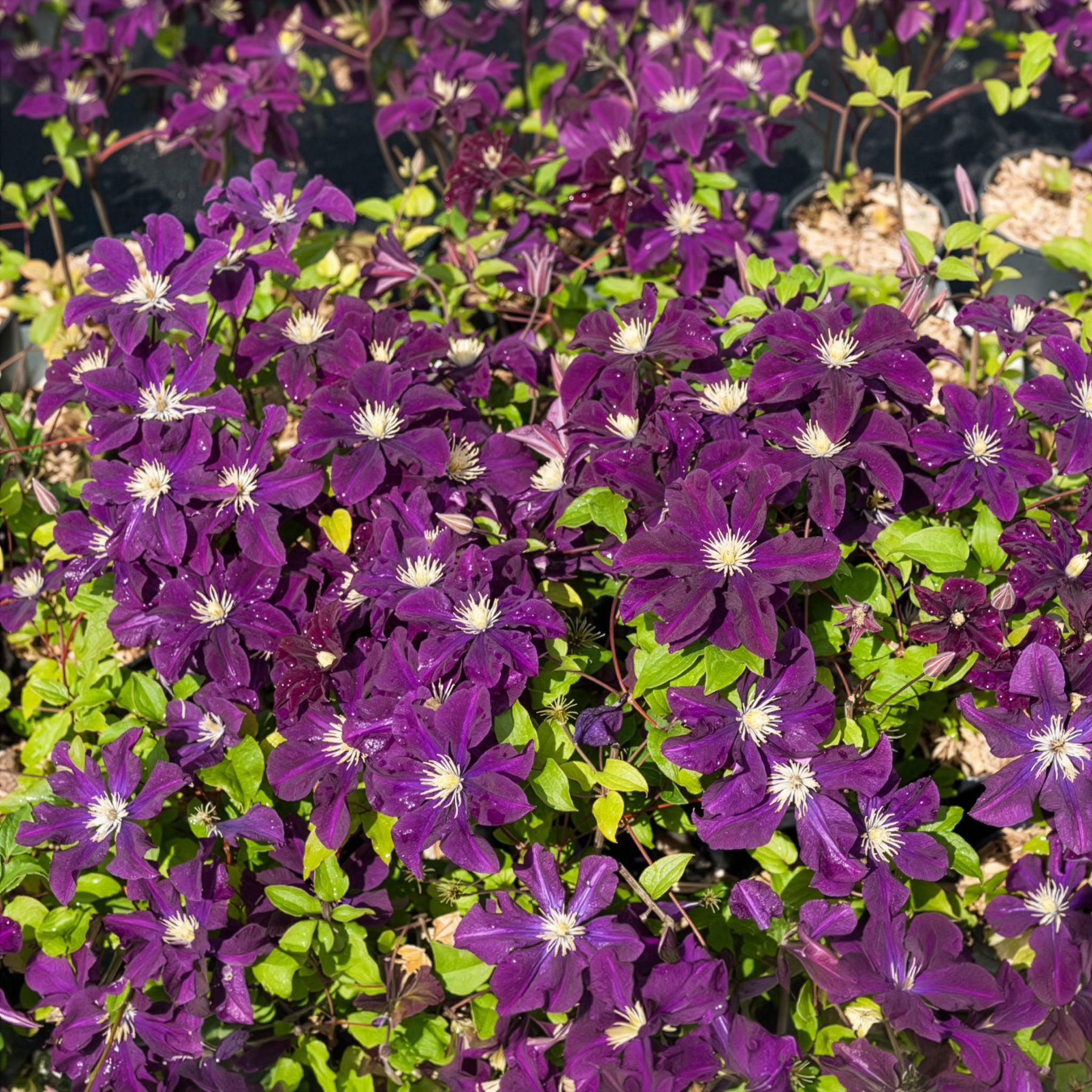 Clematis - Waldrebe 'Warszawska Nike' - Clematis Warszawska Nike