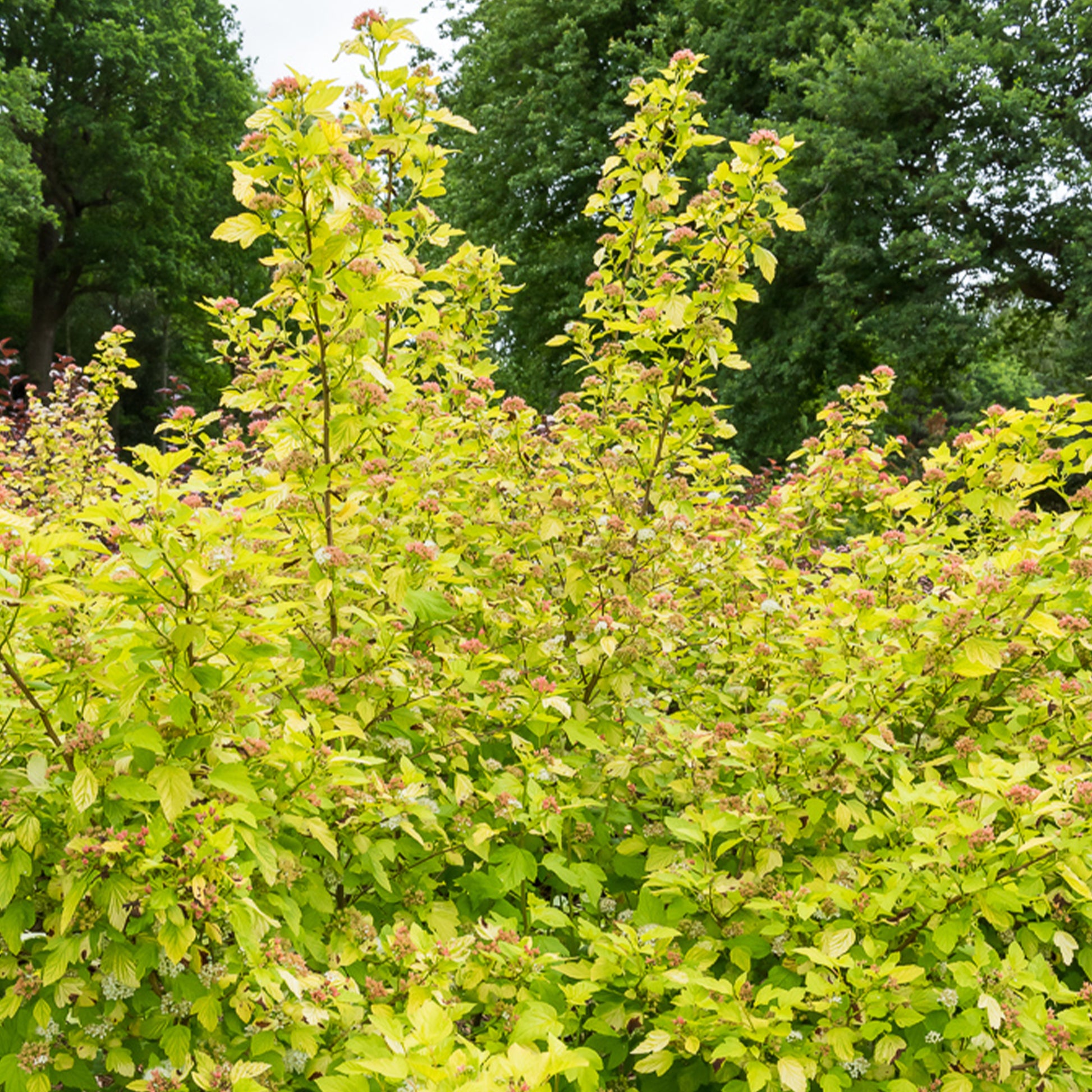 Physocarpus opulifolius Dart's Gold - Blasenspiere ‘Dart’s Gold’ - Physocarpus - Blasenspiere