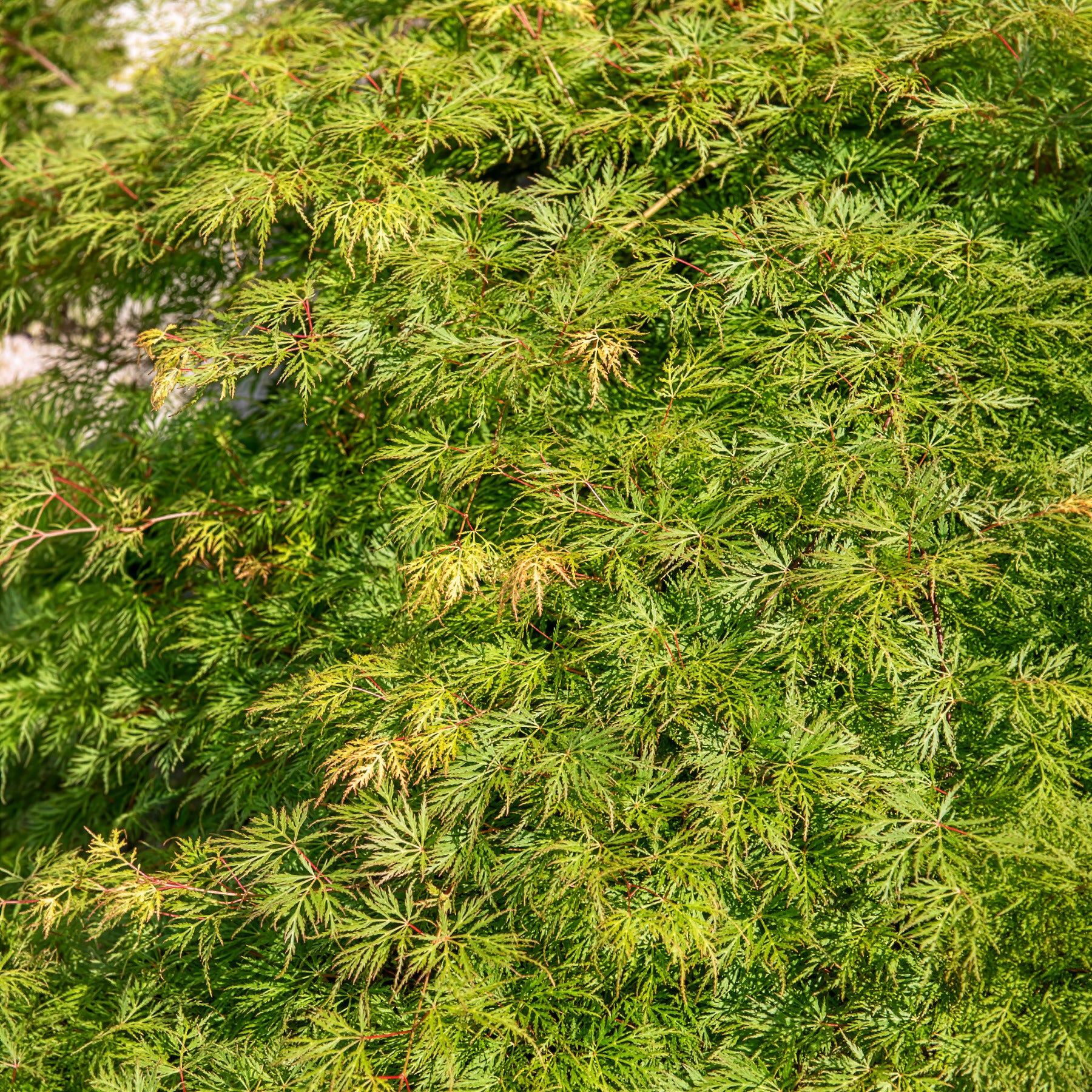 Verkauf Fächerahorn 'Emerald Lace'