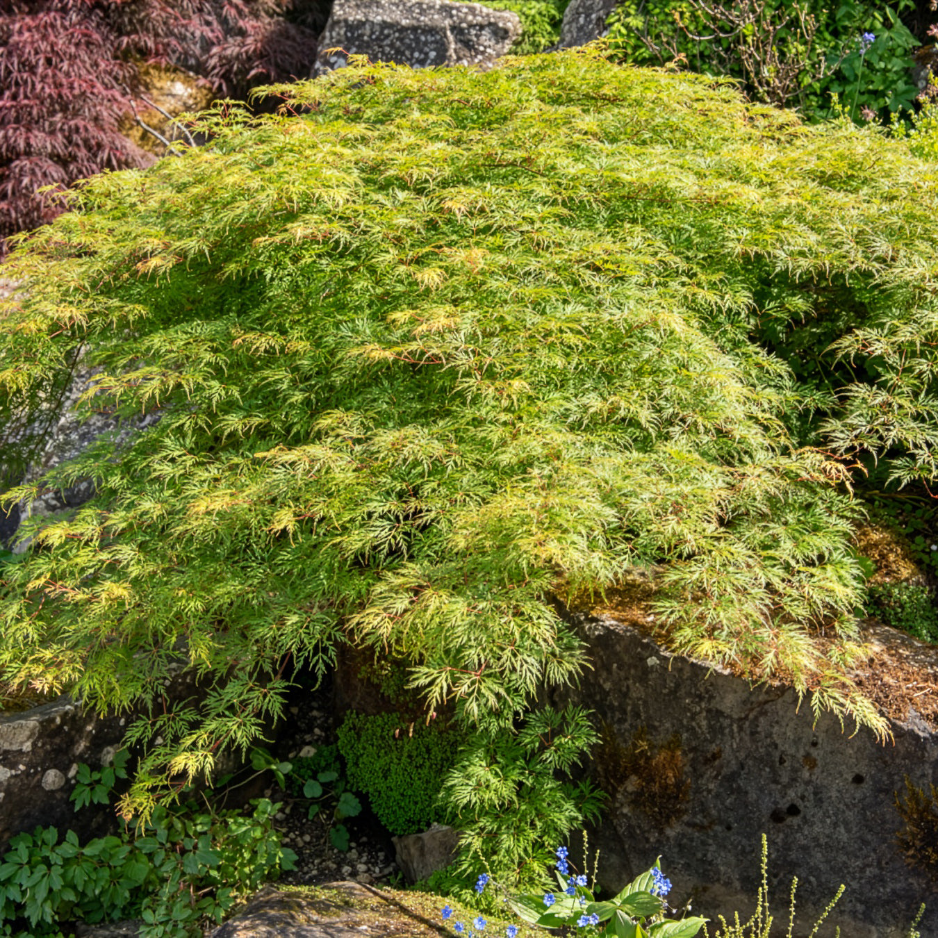 Acer palmatum emerald lace - Fächerahorn 'Emerald Lace' - Japanischer Ahorn