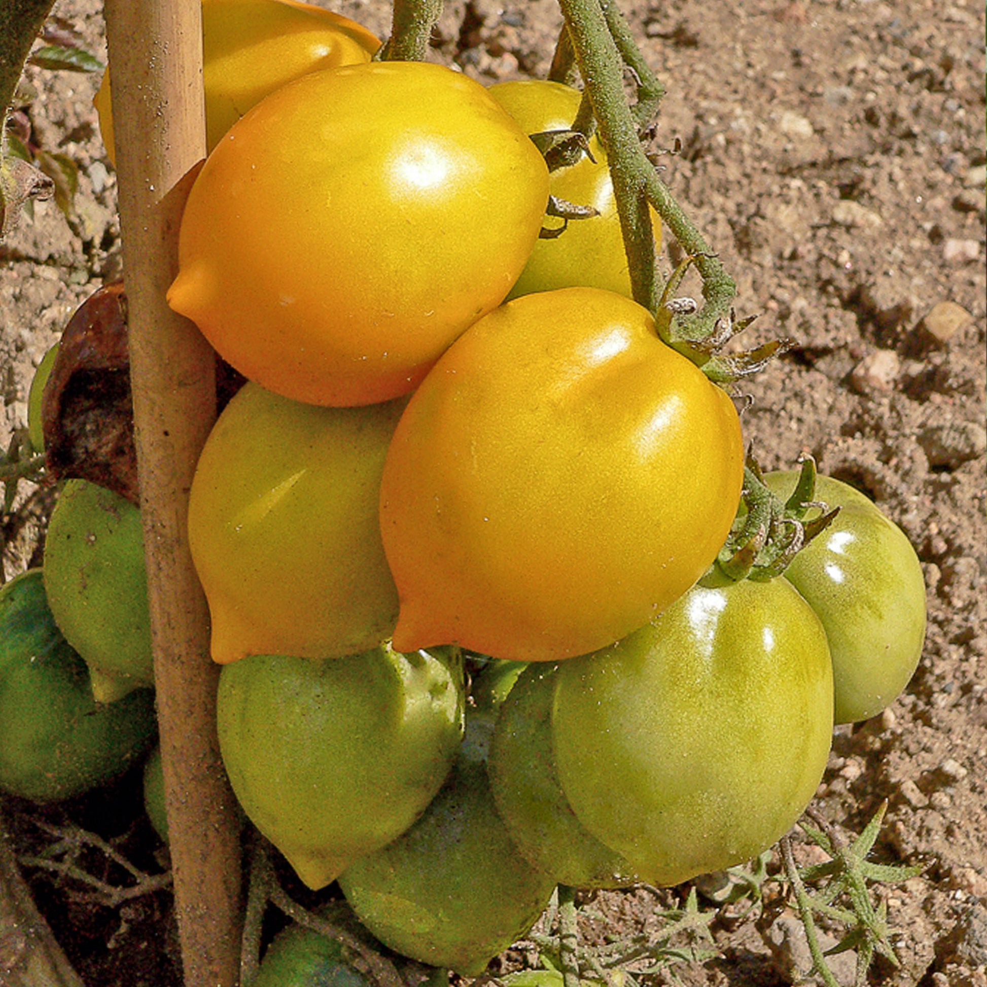 Tomate ‘Lemon Tree’ - Solanum lycopersicum lemon tree - Bakker
