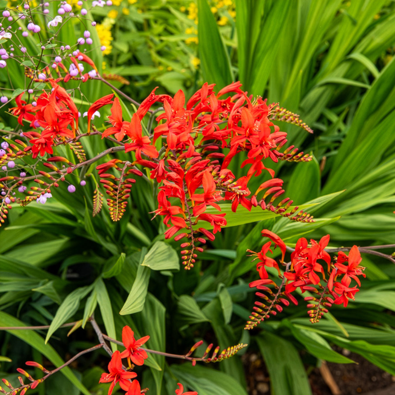 Crocosmia 'Lucifer' rot (x15) - Crocosmia - Montbretie - Bakker