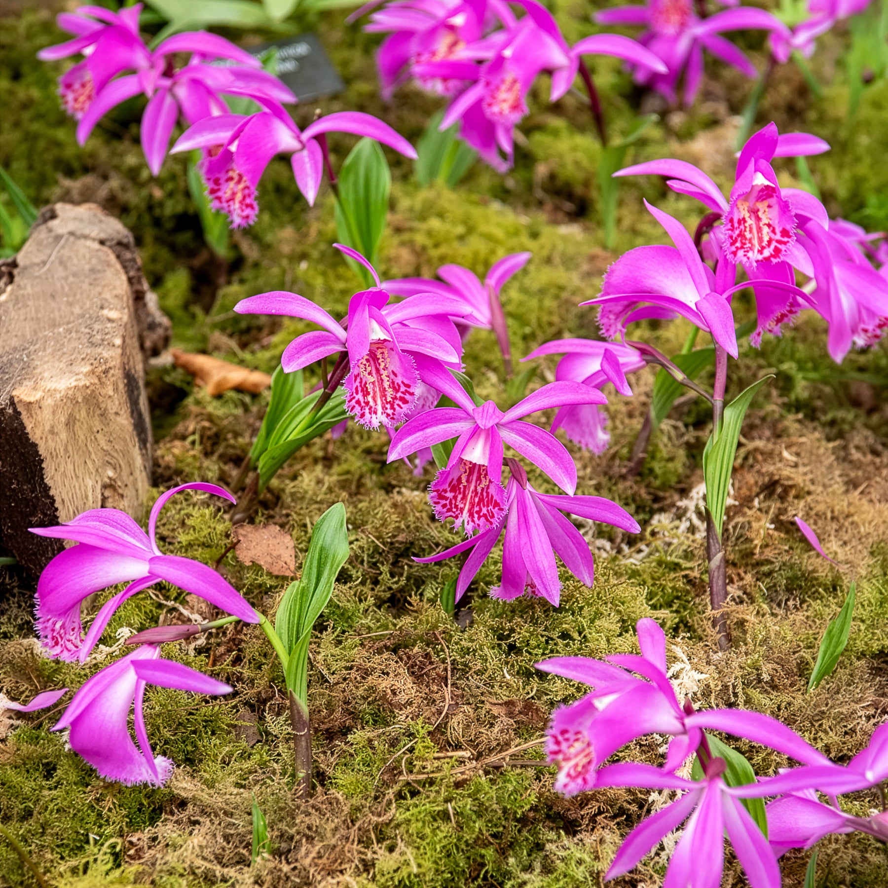 Pleione tongariro - Orchidee 'Pleione Tongariro' - Pakete mit Blumenzwiebeln