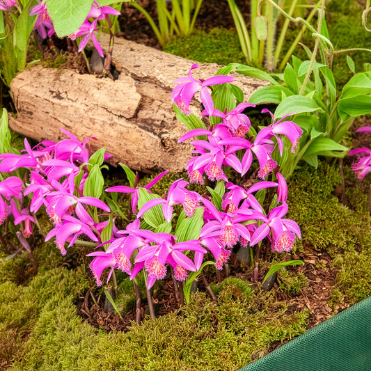 Orchidee 'Pleione Tongariro' - Bakker