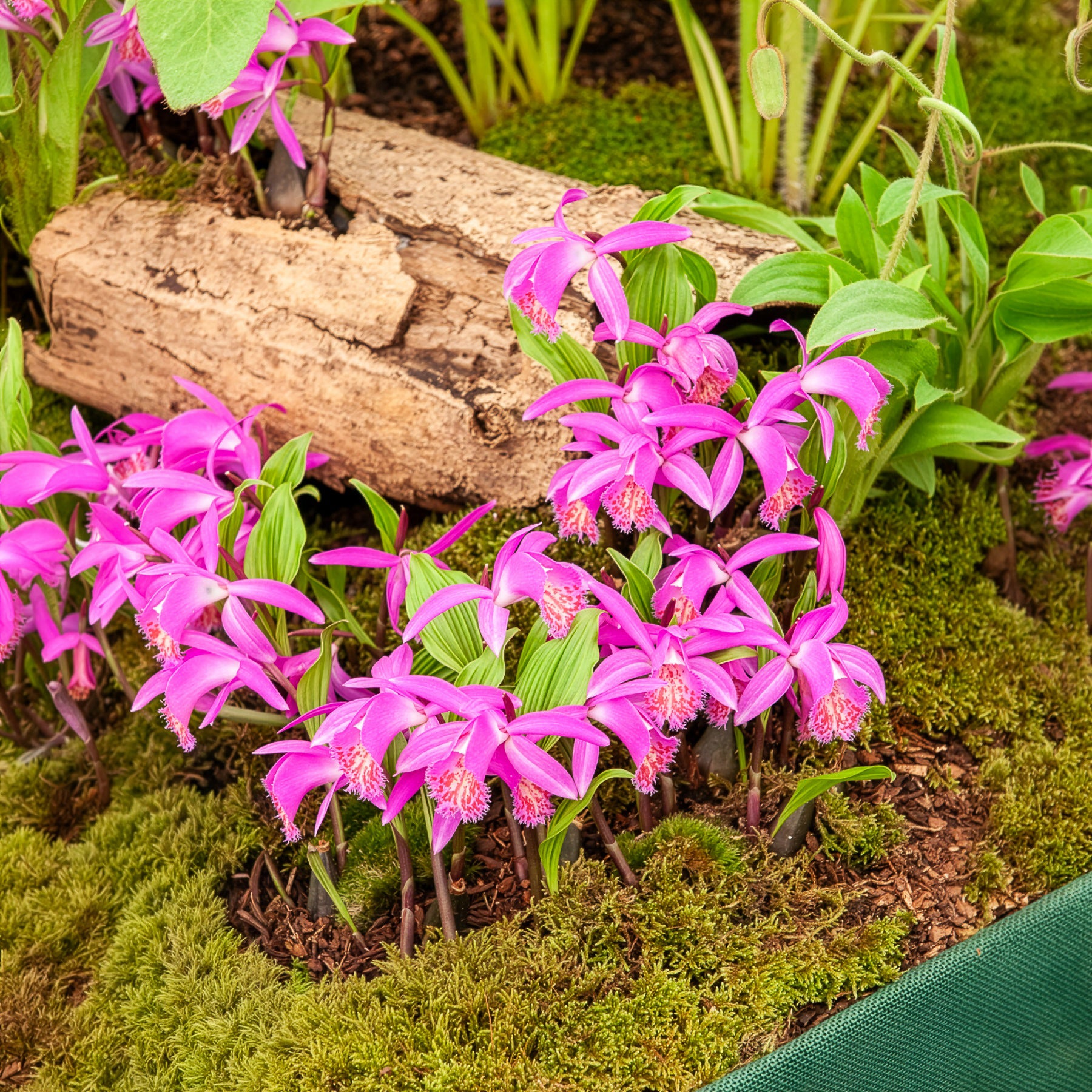 Orchidee 'Pleione Tongariro' - Bakker