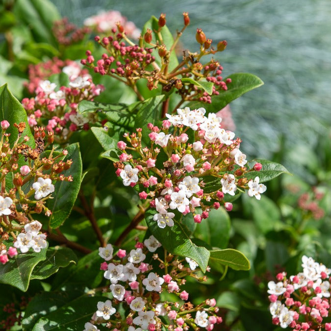 Lorbeer-Schneeball 'Gwenllian' - Viburnum tinus Gwenllian - Bakker