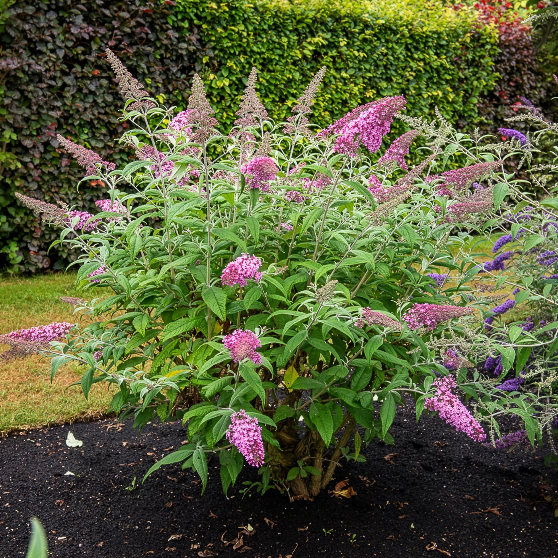 Schmetterlingsstrauch ‘Pink Delight’ - Bakker