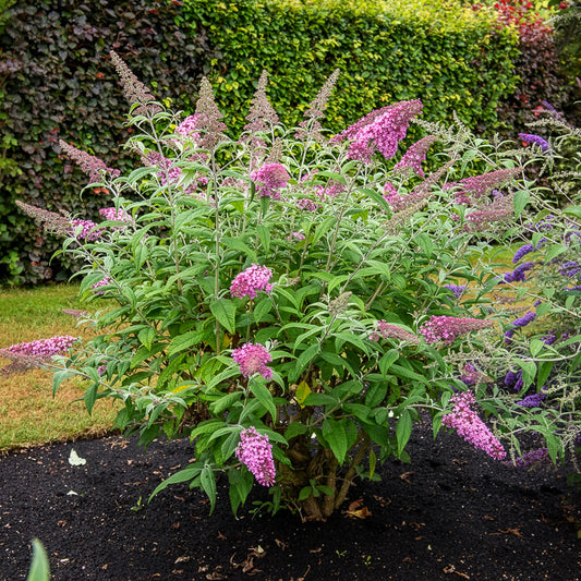Schmetterlingsstrauch ‘Pink Delight’ - Bakker