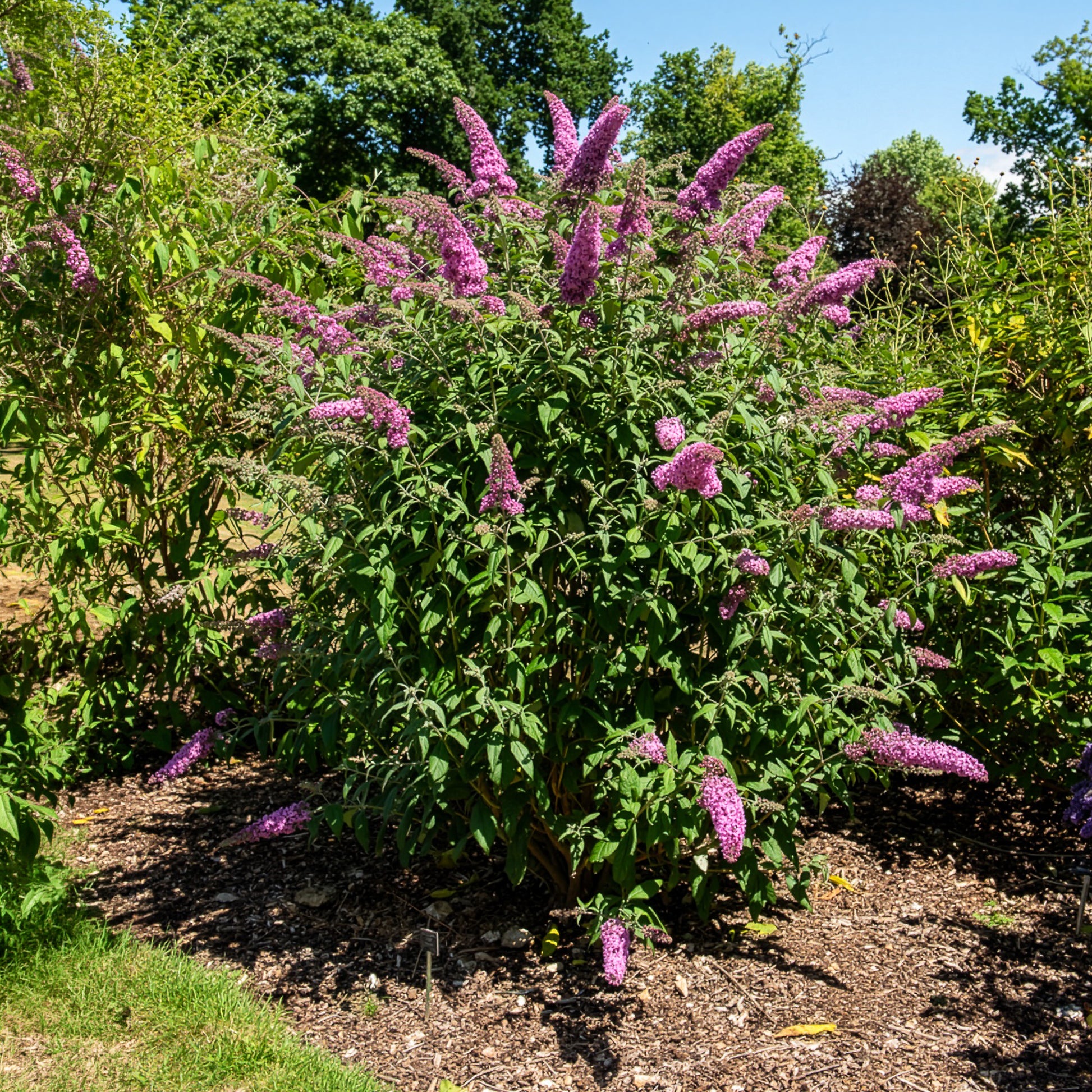 Schmetterlingsstrauch - Buddleja - Schmetterlingsstrauch ‘Pink Delight’ - Buddleja davidii pink delight