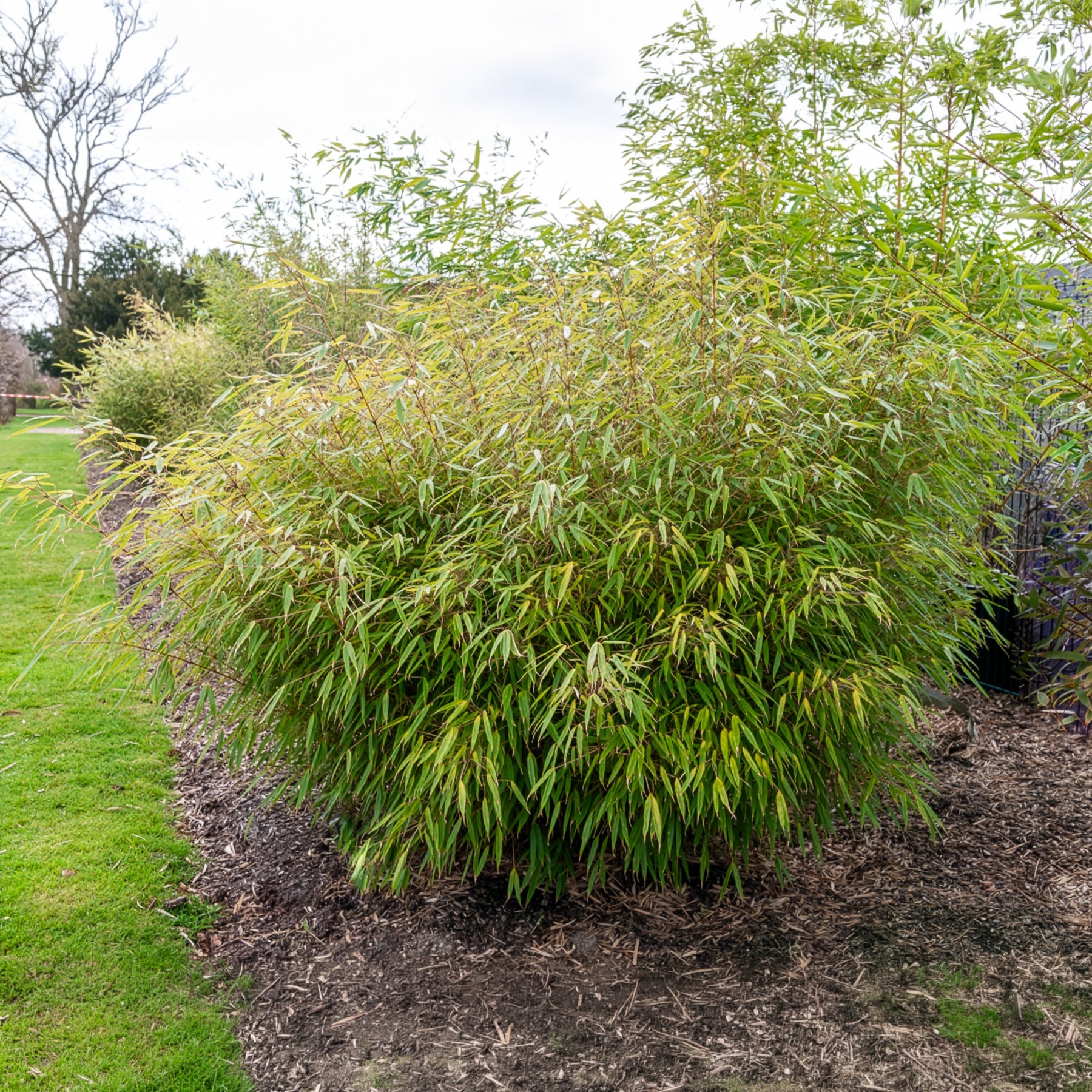 Verkauf Gartenbambus - Fargesia rufa