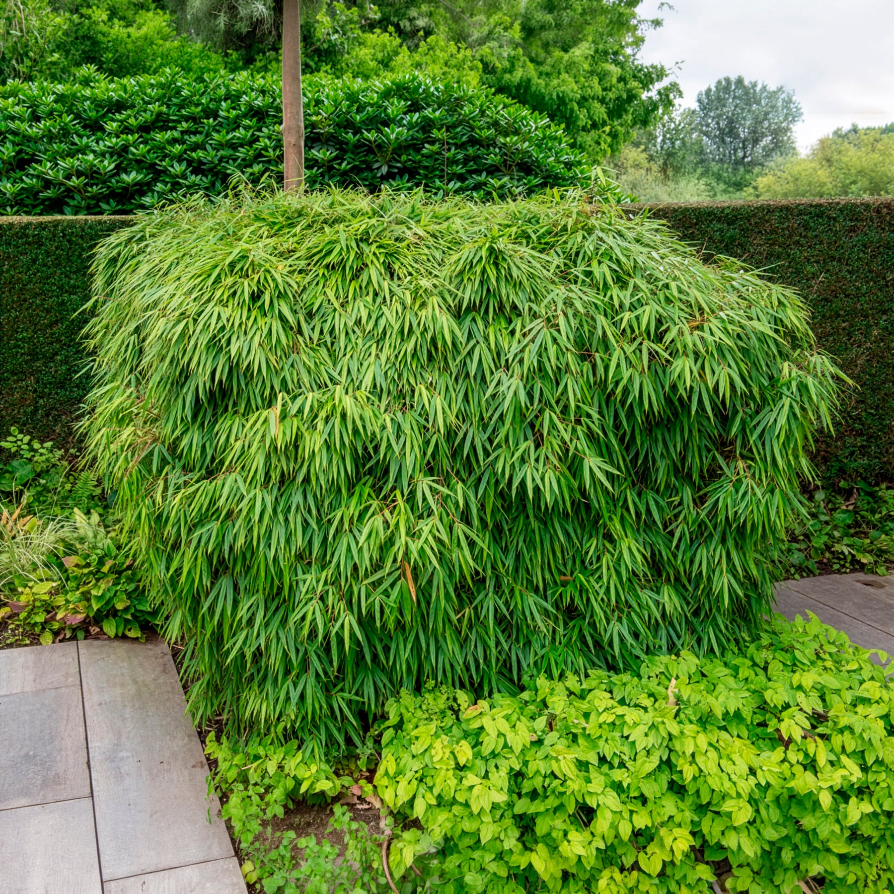 Fargesia rufa - Gartenbambus - Nicht-invasive Bambusse