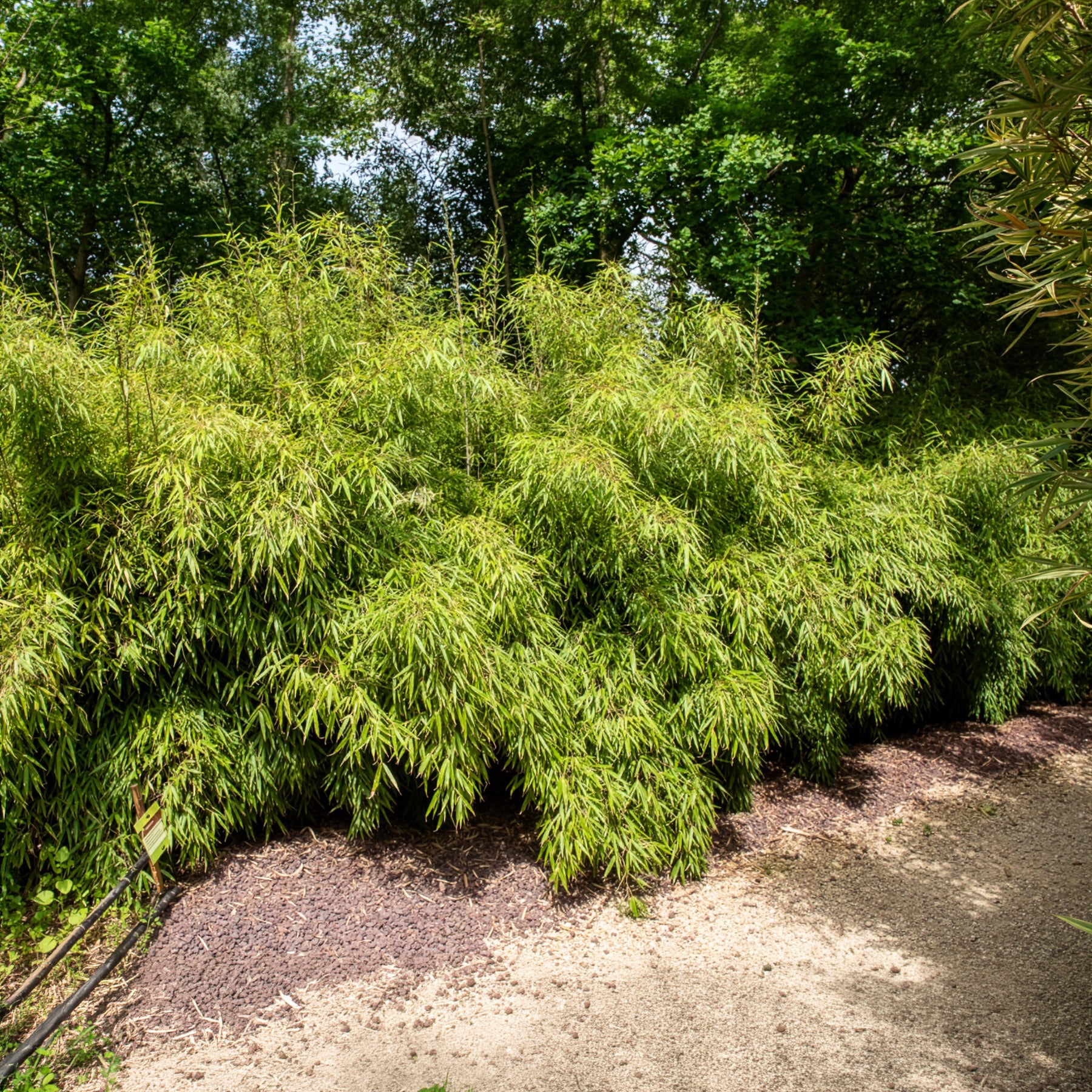 Verkauf Gartenbambus