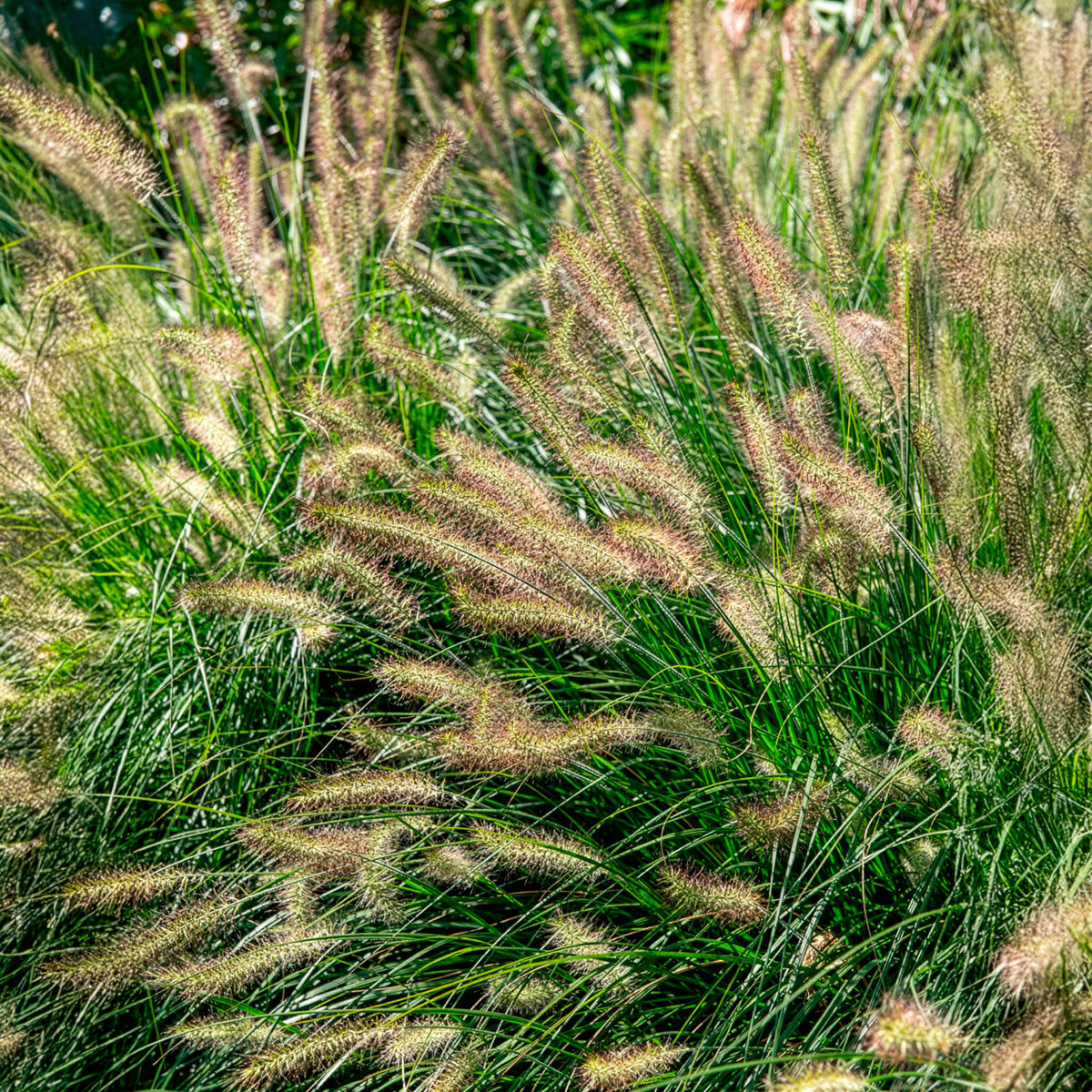 Lampenputzergras 'Hameln' - Pennisetum - Bakker