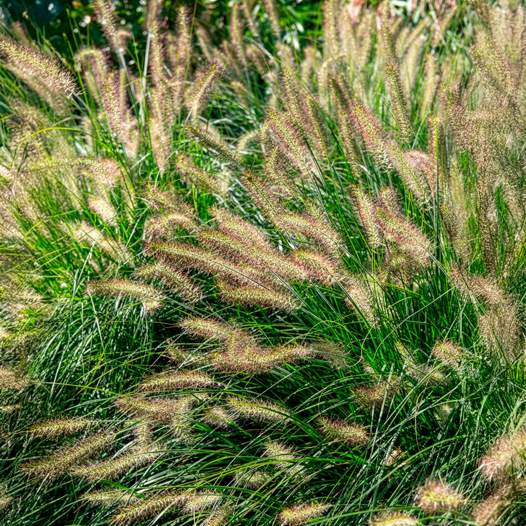 Lampenputzergras 'Hameln' - Pennisetum - Bakker