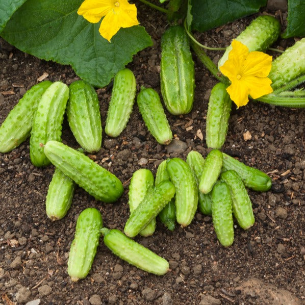 Cucumis sativus vert petit de paris - Einlegegurke ‘Vert Petit de Paris’ - Samen für Gewürzgurken