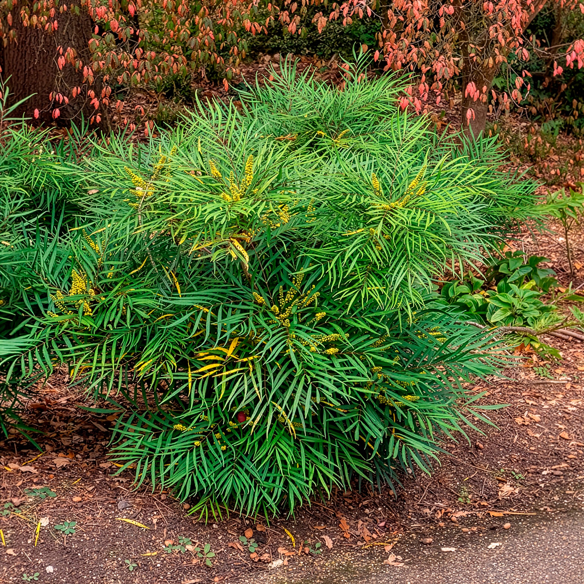 Verkauf Chinesische Mahonie 'Soft Caress' - Mahonia eurybracteata Soft Caress