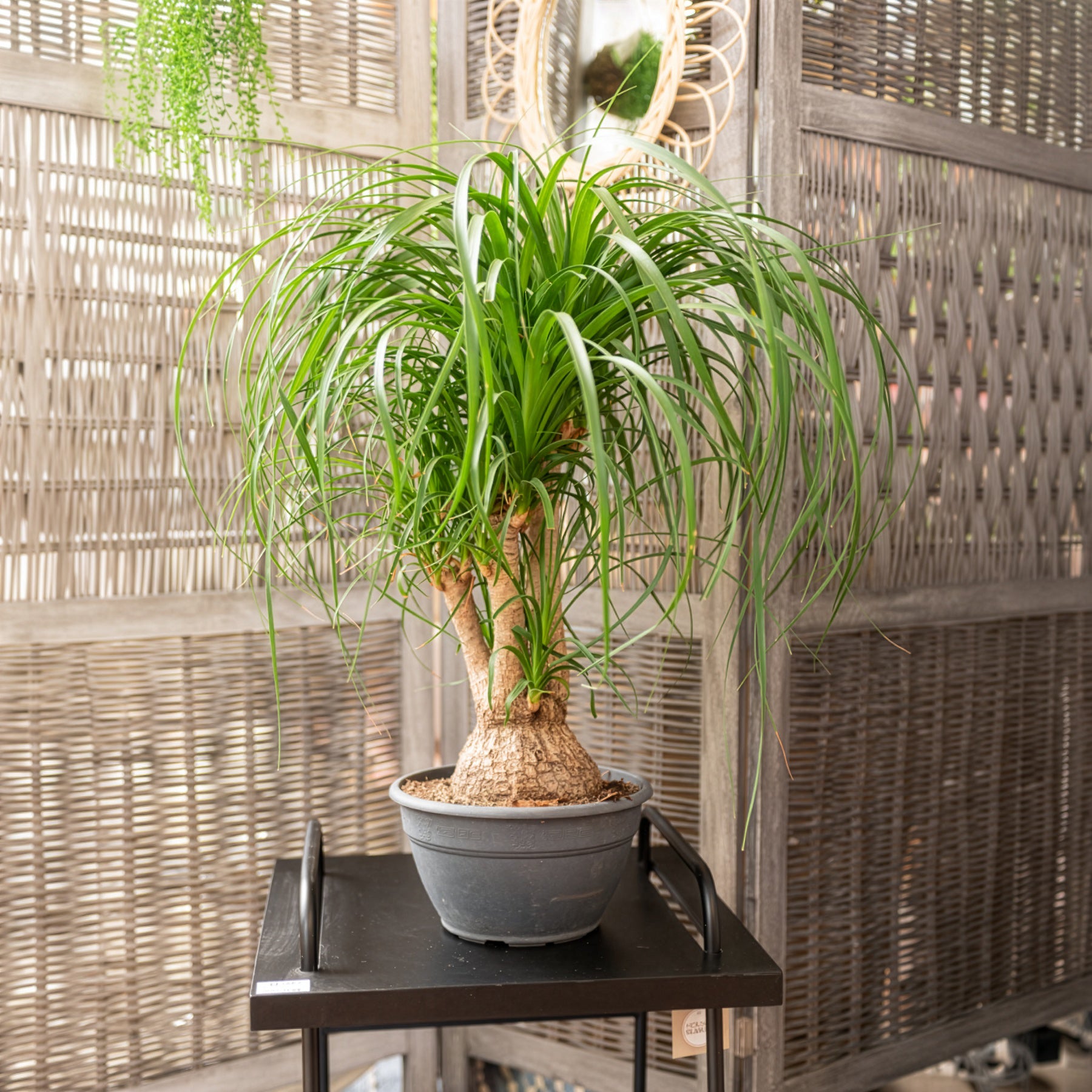 Elefantenfuß - Beaucarnea recurvata - Bakker