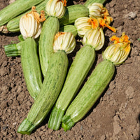 Zucchini ‘Grisette de Provence’ - Bakker