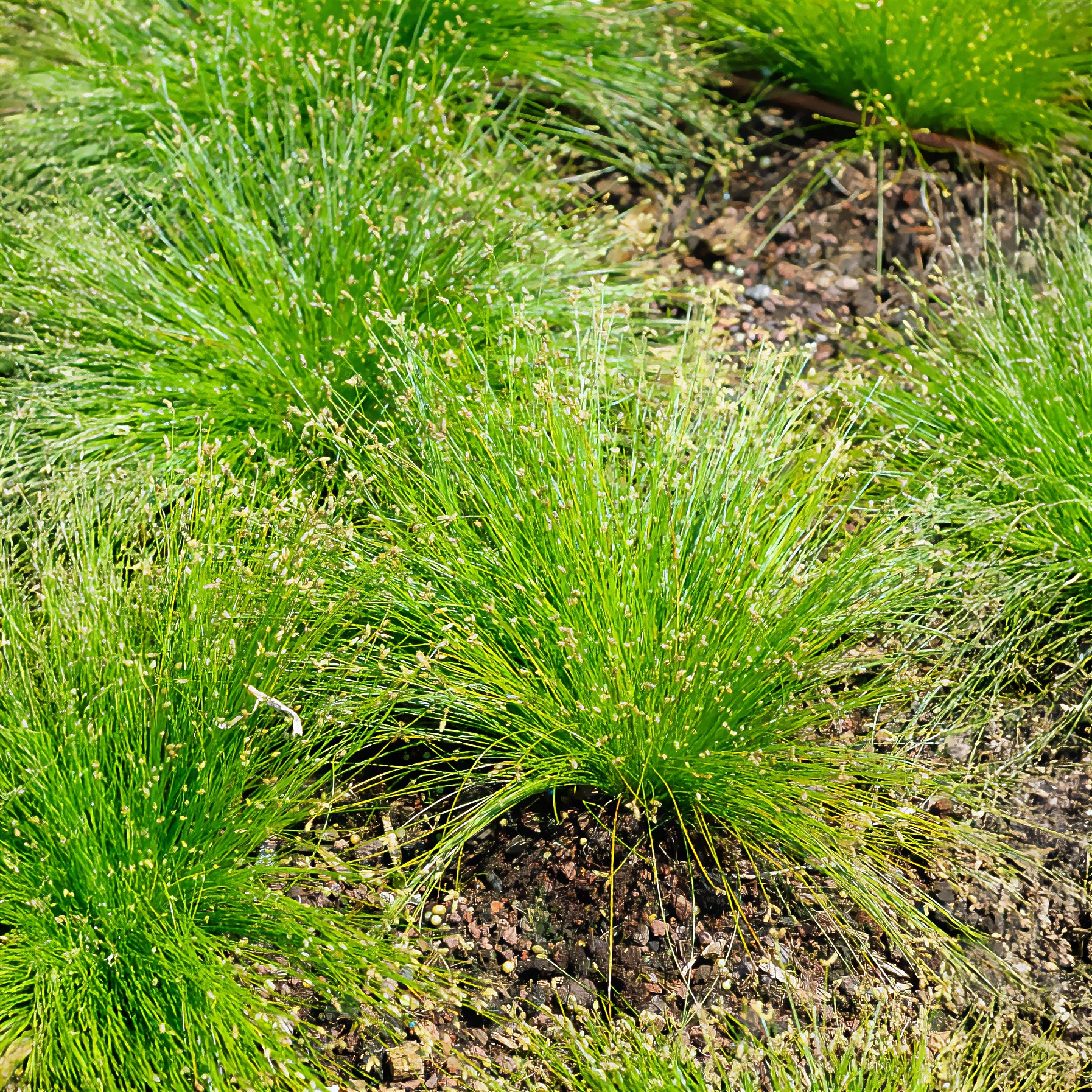 Alle Teichpflanzen - Lichtgras - Isolepis cernua