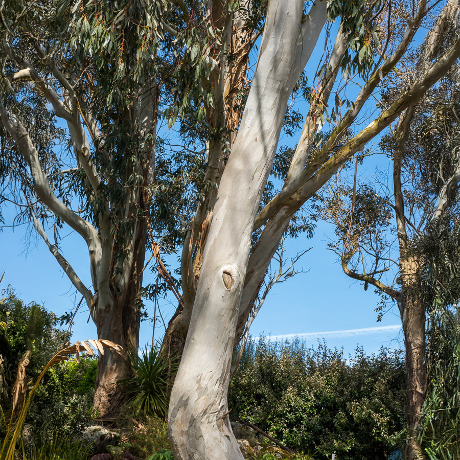 Eukalyptus - Eucalyptus - Eukalyptus - Bakker