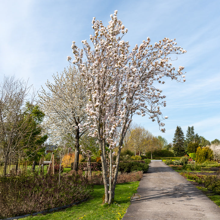 Säulenkirsche 'Amanogawa' - Prunus serrulata amanogawa - Bakker