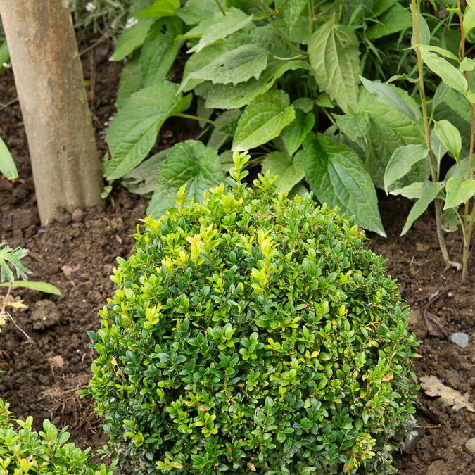 Buxus sempervirens - Buchsbaum Kugel - Buchsbaum